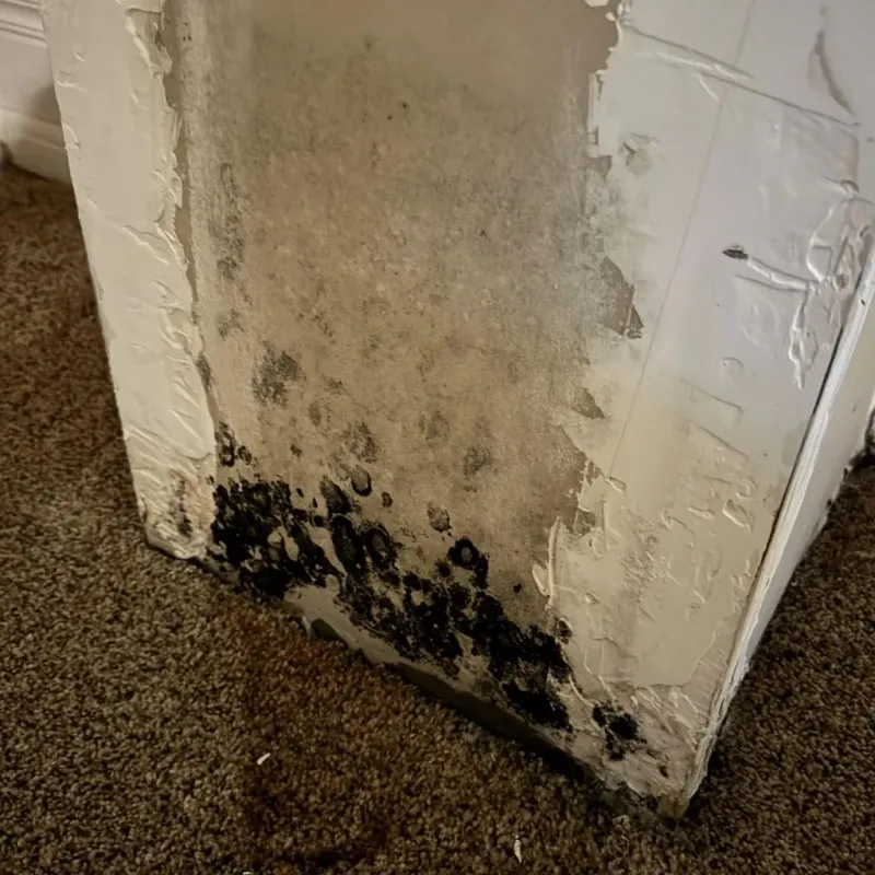 Professional Mold Removal in Rosiclare, IL